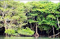 Mangrove Forest in Dongzhai Port
