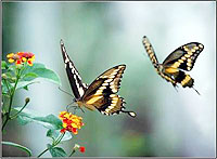 The Butterfly Spring
