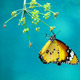 Butterfly Spring