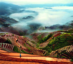 Longji Terraced Field, Guilin