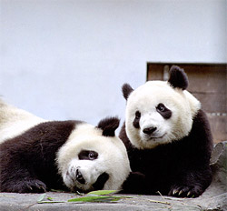 Pandas in the breeding center