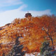 Red Hill 